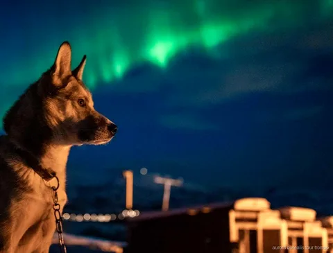 Visitantes acariciando huskies de Alaska en el campamento de auroras boreales de Tromsø