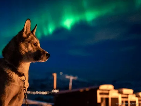 Ospiti che coccolano husky dell'Alaska al campo husky per l'aurora boreale a Tromsø