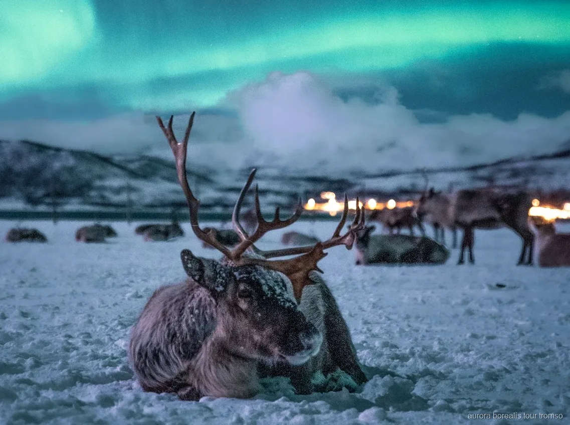 Rensledsåkning nära Tromsö med chans på norrsken