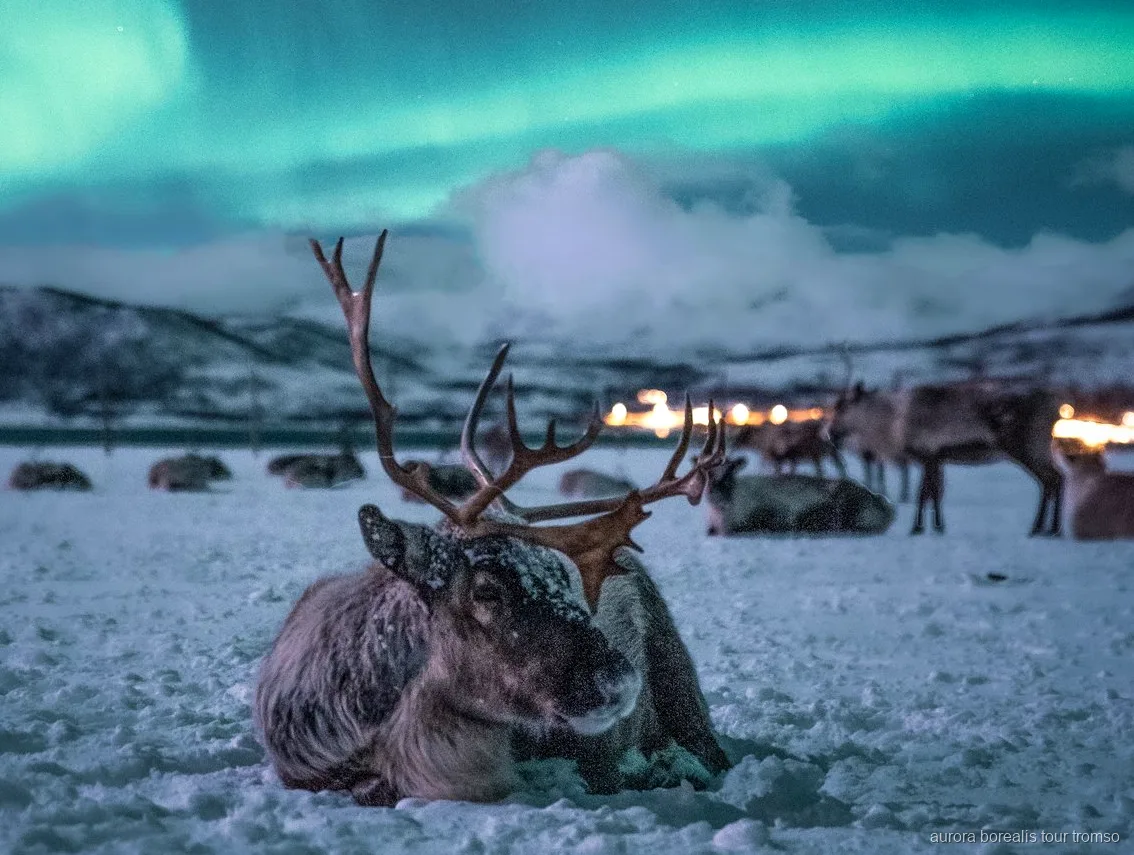 Giro in slitta trainata dalle renne vicino a Tromsø con possibilità di vedere l'aurora boreale