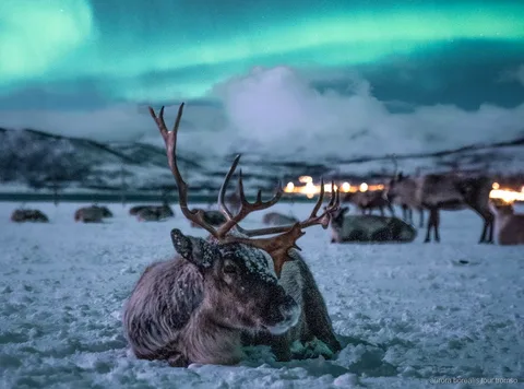 Paseo en trineo de renos cerca de Tromsø con oportunidad de ver la aurora boreal