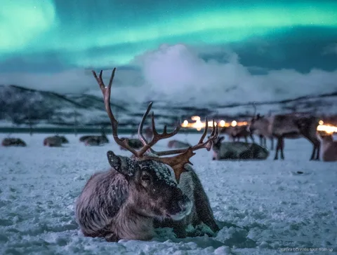 Passeig amb trineu de rens a prop de Tromsø amb possibilitat d'aurora boreal