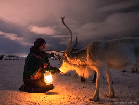 Guests feeding a herd of reindeer at a Sami camp near Tromso